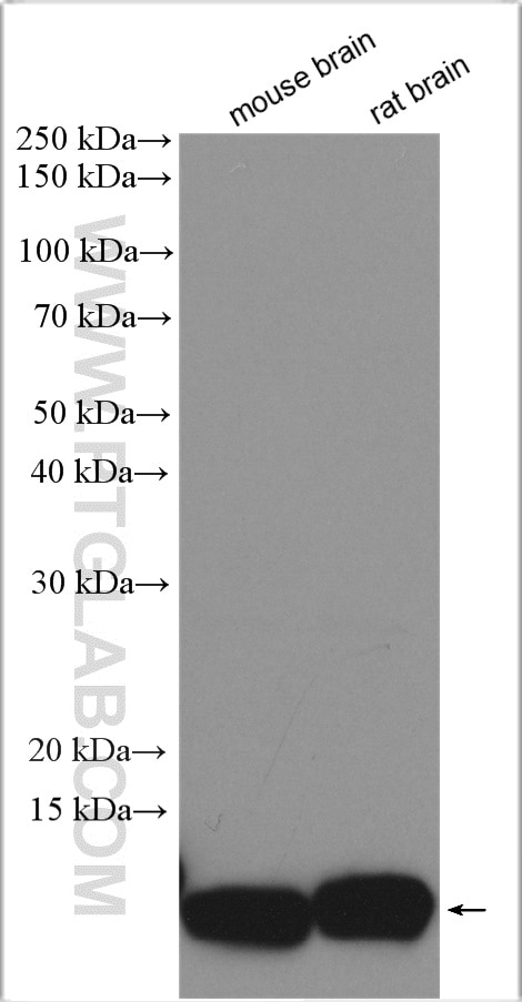 Western Blot (WB) analysis of various lysates using COX7B Polyclonal antibody (11417-2-AP)