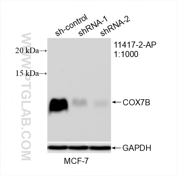 Western Blot (WB) analysis of MCF-7 cells using COX7B Polyclonal antibody (11417-2-AP)