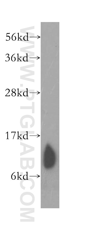 COX7B Polyclonal antibody