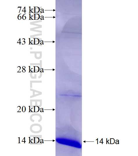 COX7B2 fusion protein Ag26659 SDS-PAGE