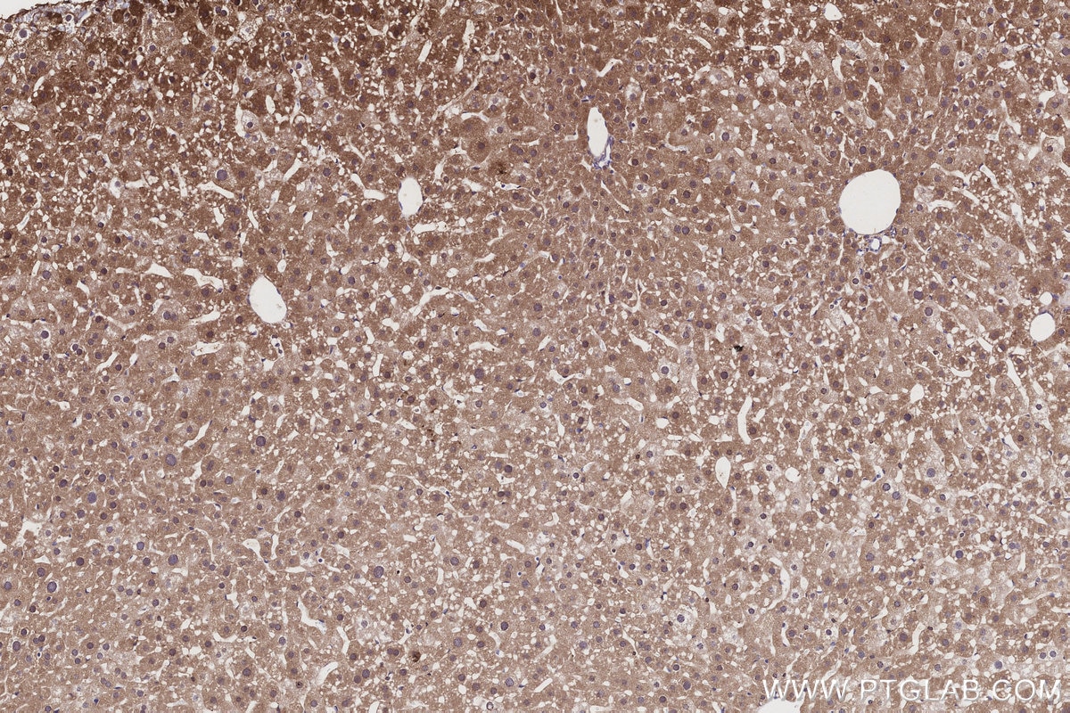 Immunohistochemistry (IHC) staining of mouse liver tissue using COX7C Polyclonal antibody (11411-2-AP)