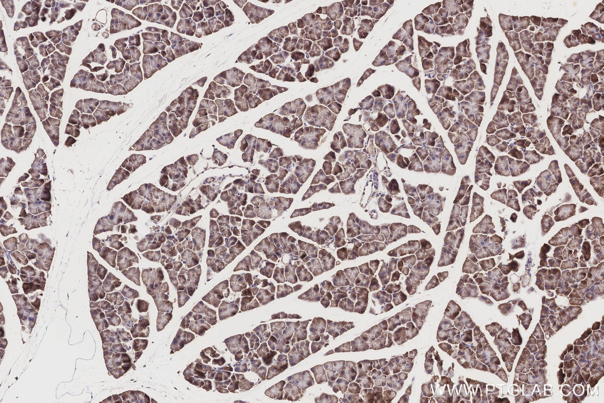Immunohistochemistry (IHC) staining of mouse pancreas tissue using COX7C Polyclonal antibody (11411-2-AP)