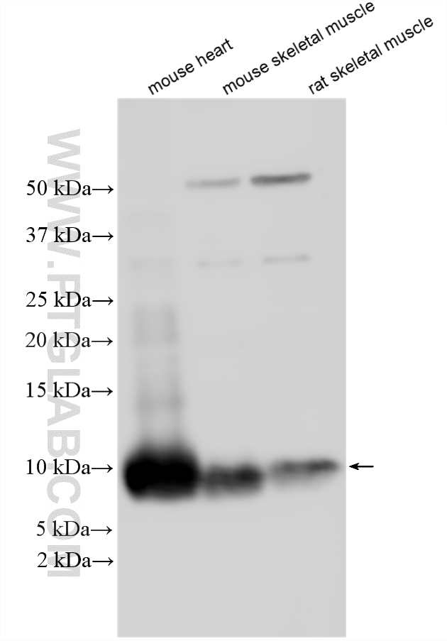 Western Blot (WB) analysis of various lysates using COX7C Polyclonal antibody (11411-2-AP)