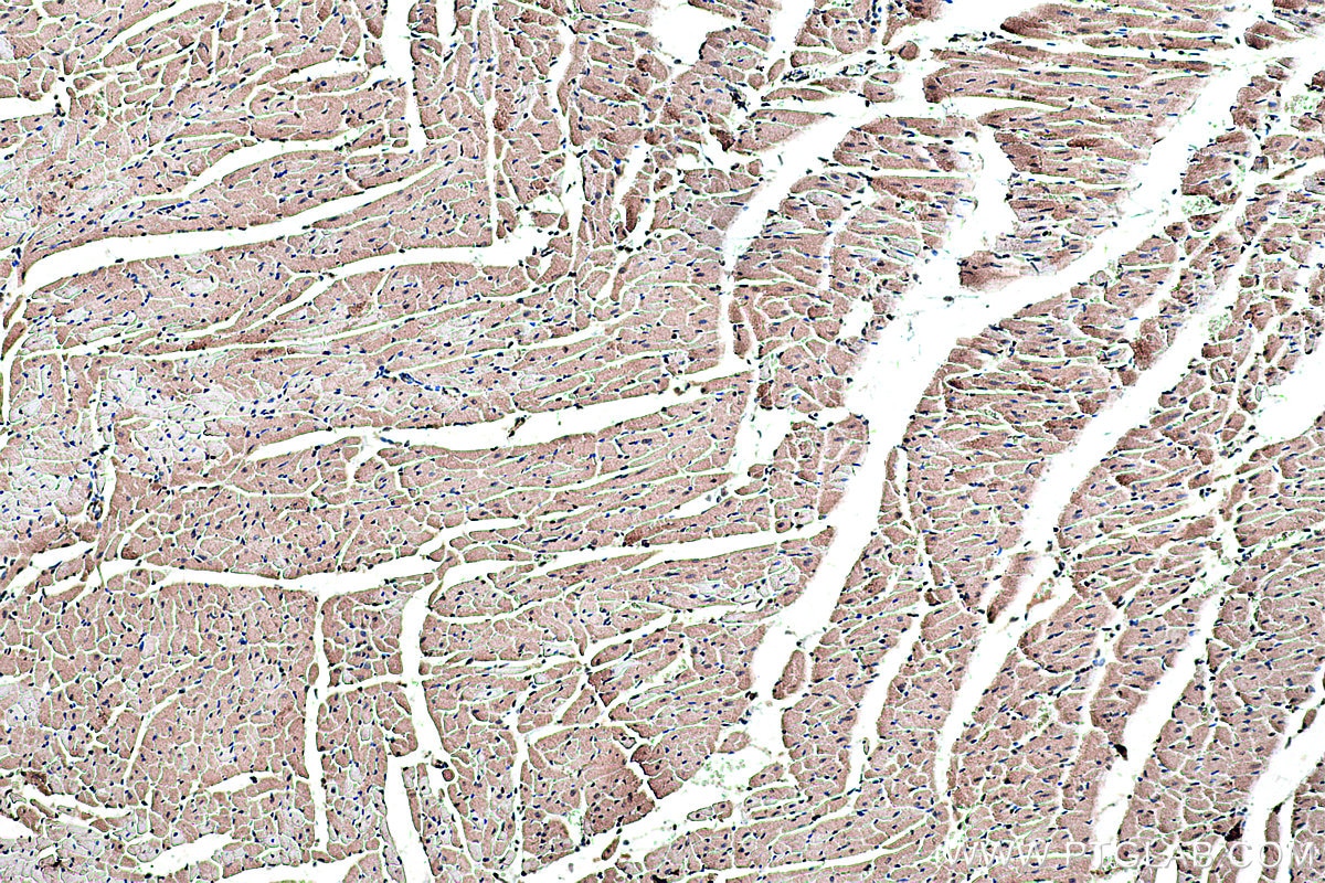 Immunohistochemistry (IHC) staining of rat heart tissue using COX8A Polyclonal antibody (15368-1-AP)