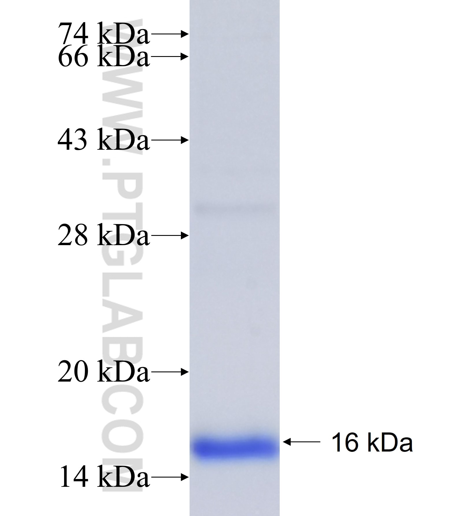 COX8C fusion protein Ag41383 SDS-PAGE COX8C fusion protein Ag41383 SDS-PAGE