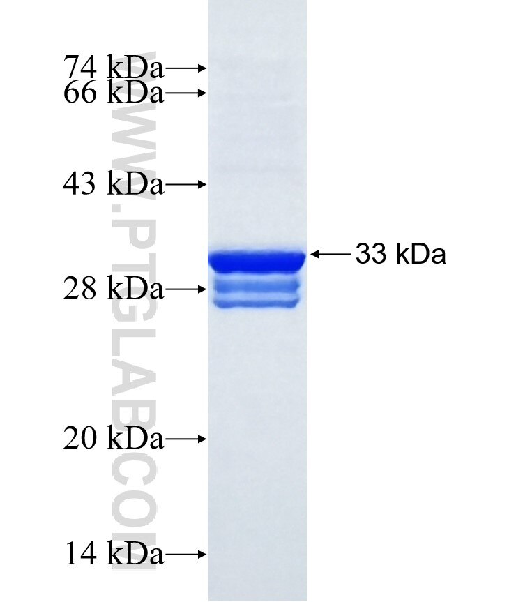 COX8C fusion protein Ag15883 SDS-PAGE