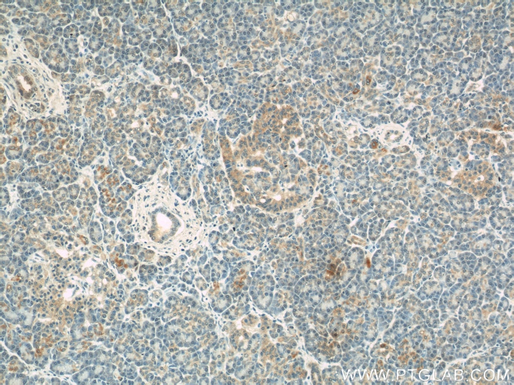 Immunohistochemistry (IHC) staining of human pancreas tissue using COXIV Monoclonal antibody (60251-1-Ig)