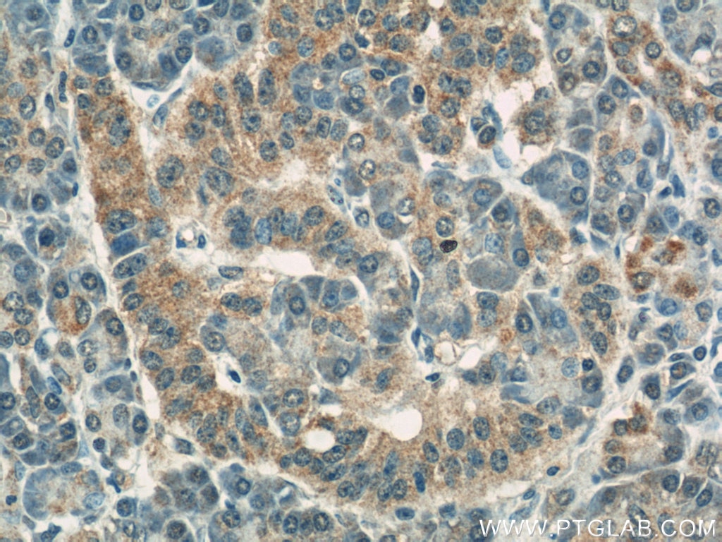 Immunohistochemistry (IHC) staining of human pancreas tissue using COXIV Monoclonal antibody (60251-1-Ig)