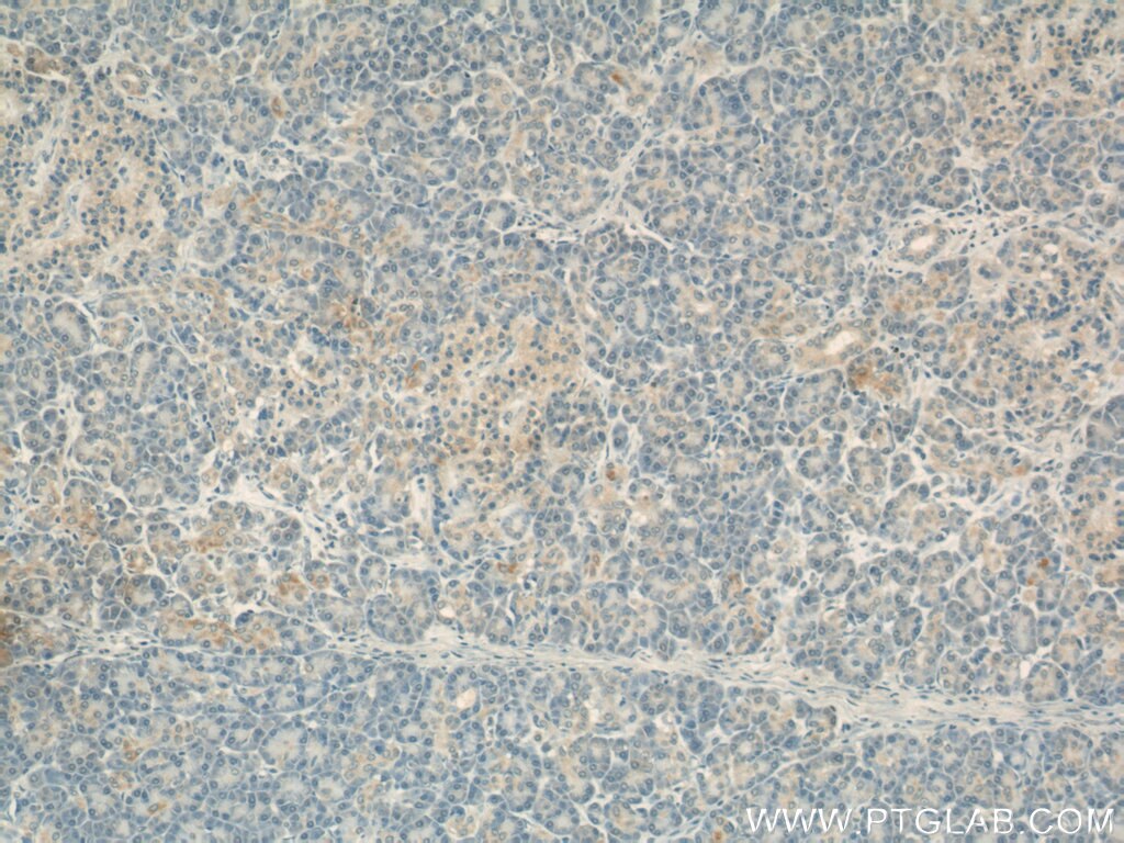 Immunohistochemistry (IHC) staining of human pancreas tissue using COXIV Monoclonal antibody (60251-1-Ig)