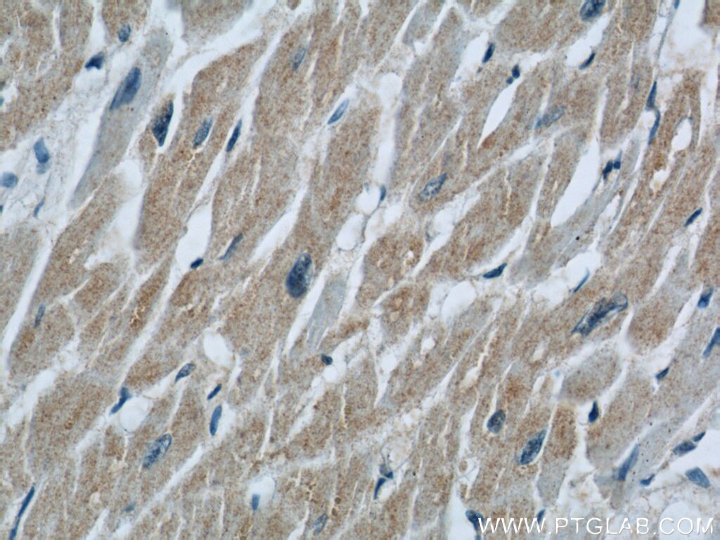 Immunohistochemistry (IHC) staining of human heart tissue using COXIV Monoclonal antibody (60251-1-Ig)