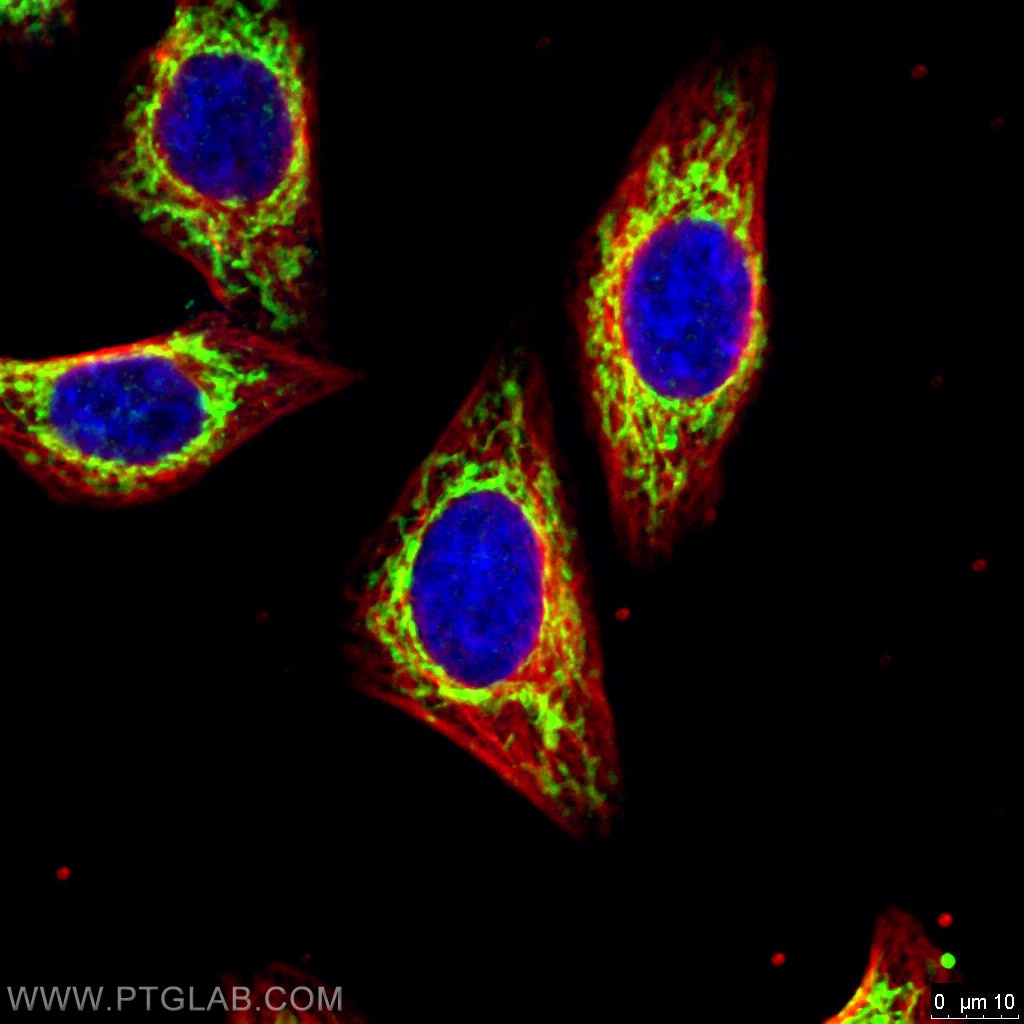 Immunofluorescence (IF) / fluorescent staining of HepG2 cells using COXIV Monoclonal antibody (66110-1-Ig)