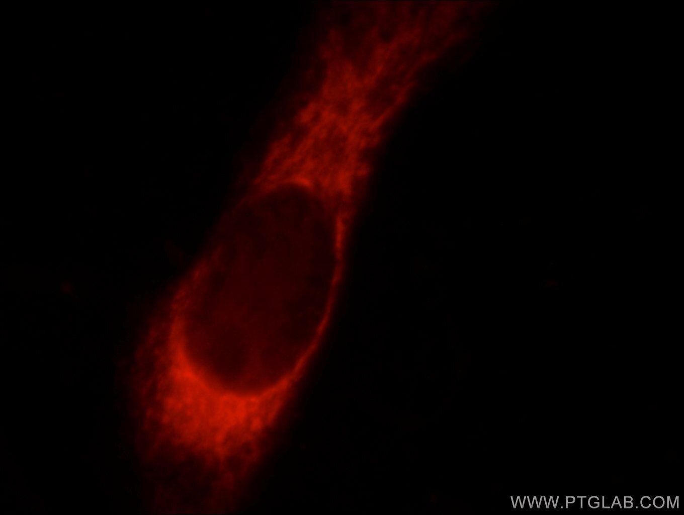 COXIV Monoclonal antibody