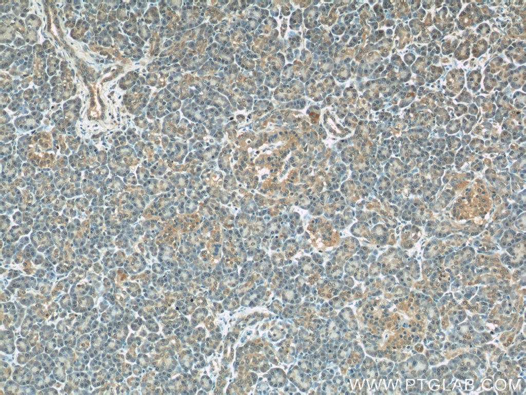 Immunohistochemistry (IHC) staining of human pancreas tissue using COXIV Monoclonal antibody (66110-1-Ig)