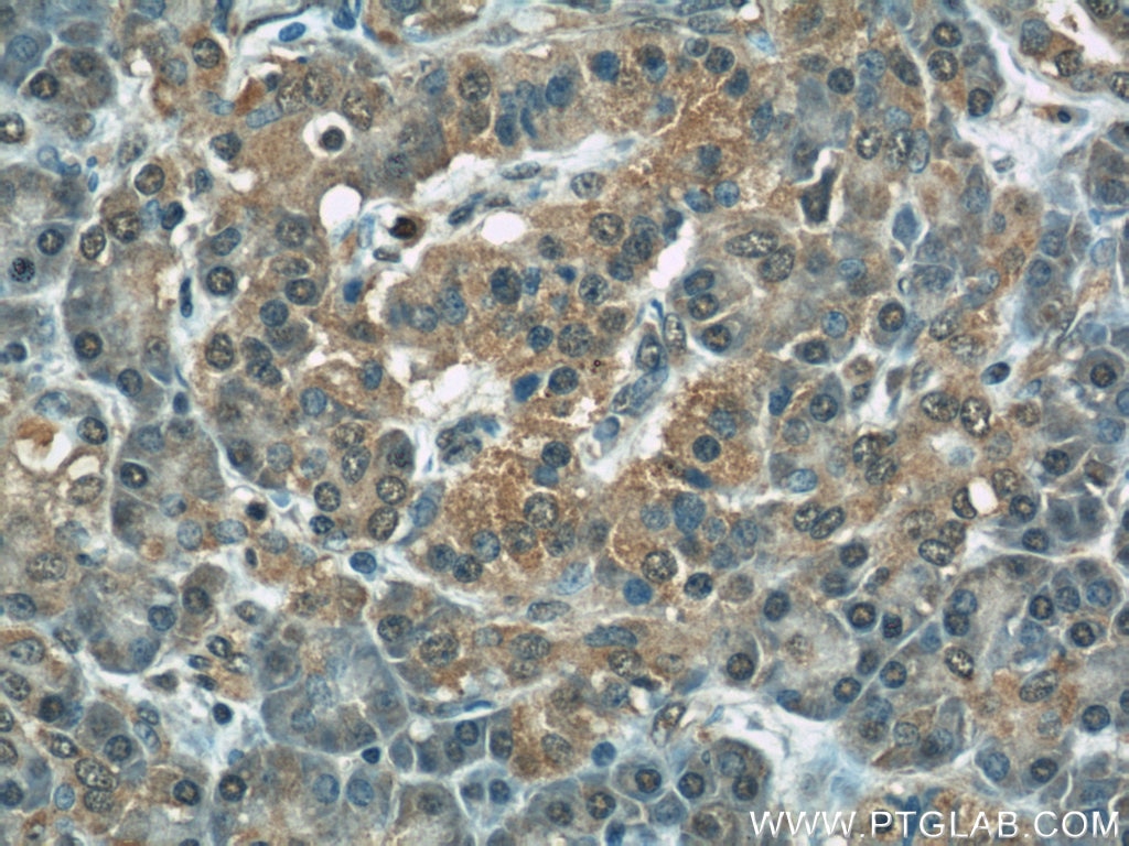 Immunohistochemistry (IHC) staining of human pancreas tissue using COXIV Monoclonal antibody (66110-1-Ig)