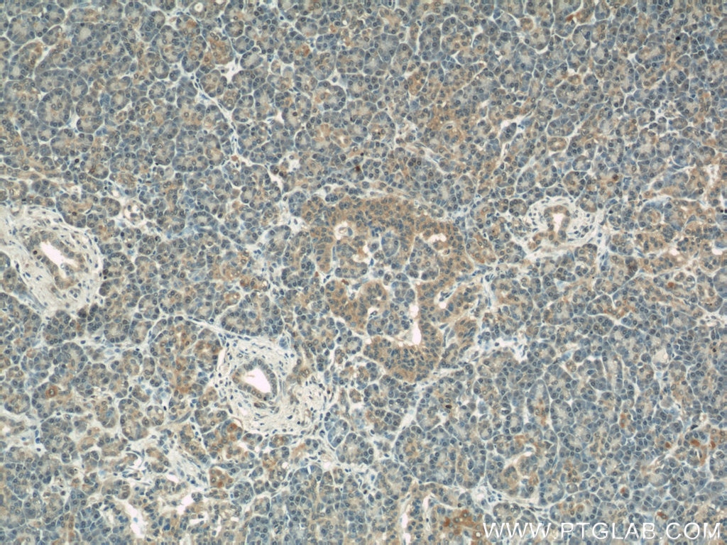 Immunohistochemistry (IHC) staining of human pancreas tissue using COXIV Monoclonal antibody (66110-1-Ig)