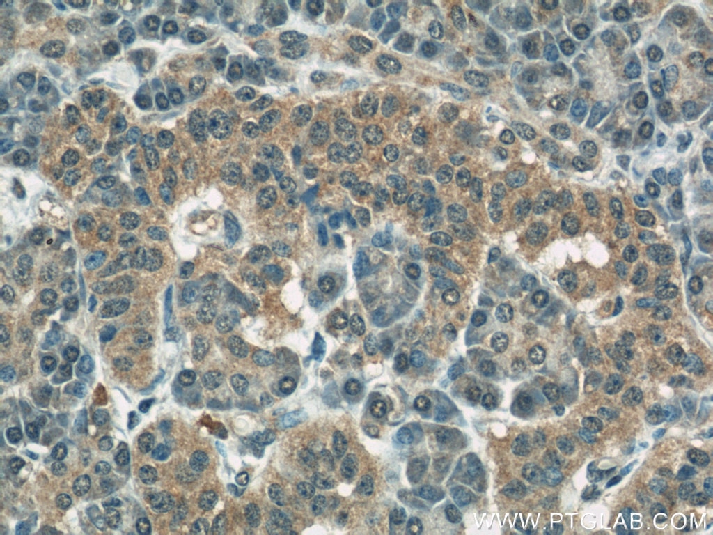 Immunohistochemistry (IHC) staining of human pancreas tissue using COXIV Monoclonal antibody (66110-1-Ig)
