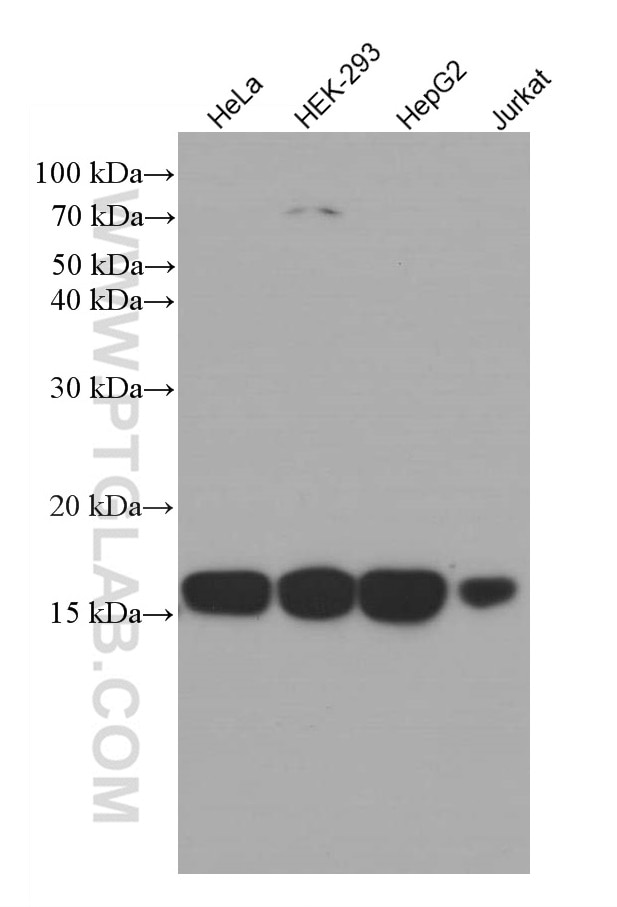 Western Blot (WB) analysis of various lysates using COXIV Monoclonal antibody (66110-1-Ig)