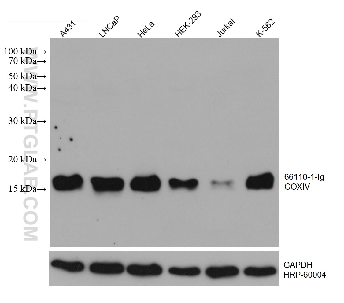 Western Blot (WB) analysis of various lysates using COXIV Monoclonal antibody (66110-1-Ig)