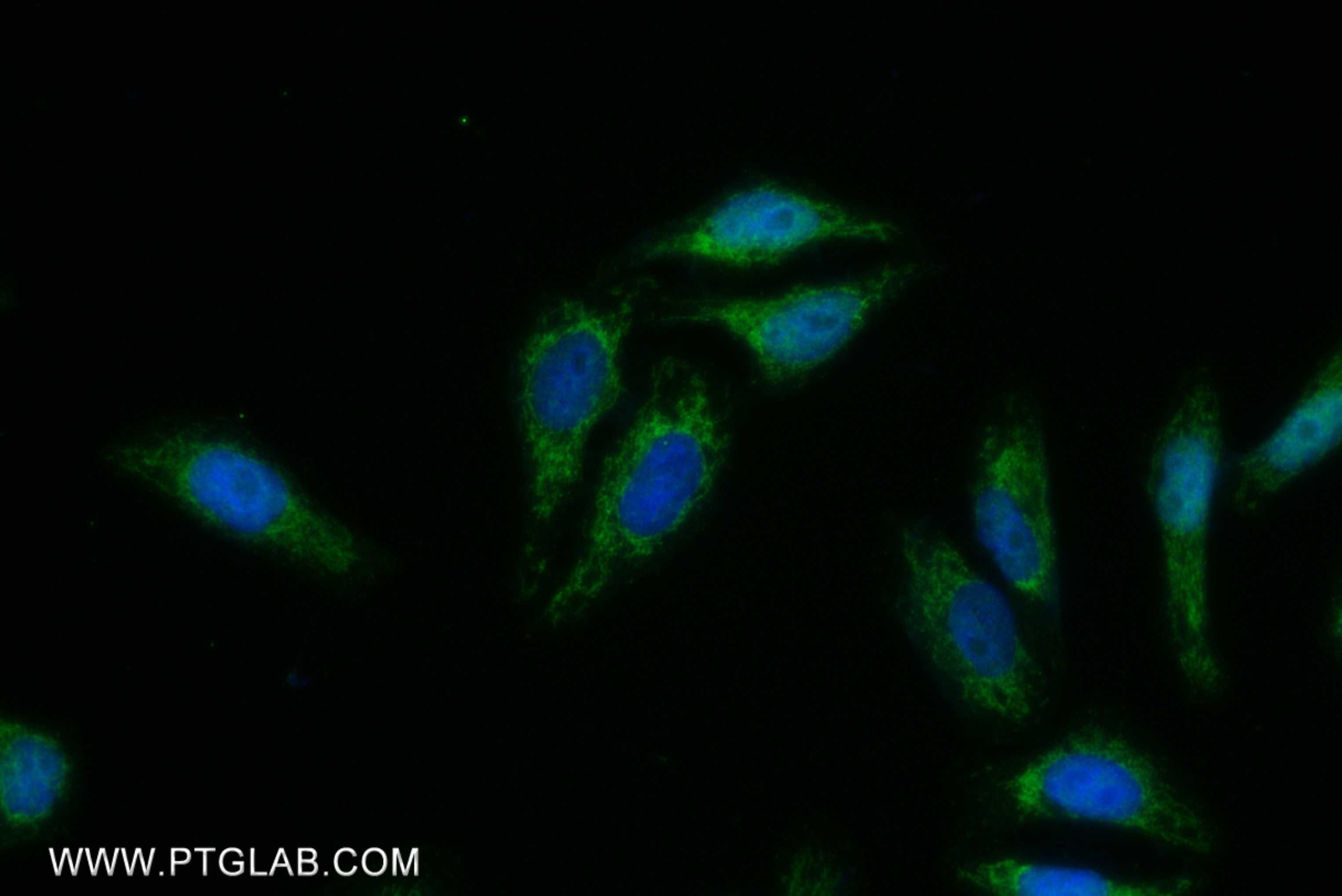 Immunofluorescence (IF) / fluorescent staining of HepG2 cells using COXIV Recombinant antibody (82916-1-RR)