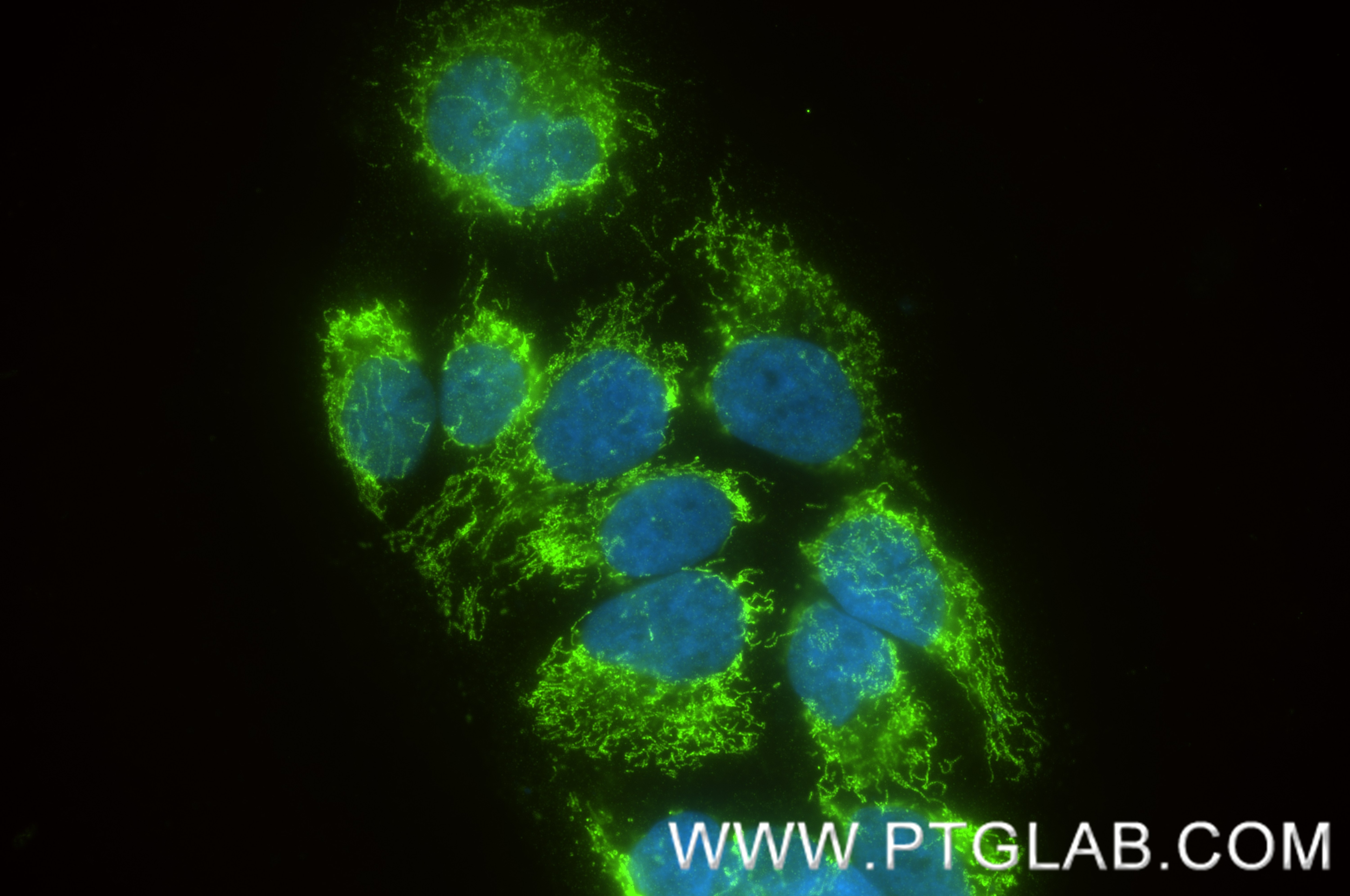 Immunofluorescence (IF) / fluorescent staining of HepG2 cells using COXIV Recombinant antibody (82916-1-RR)