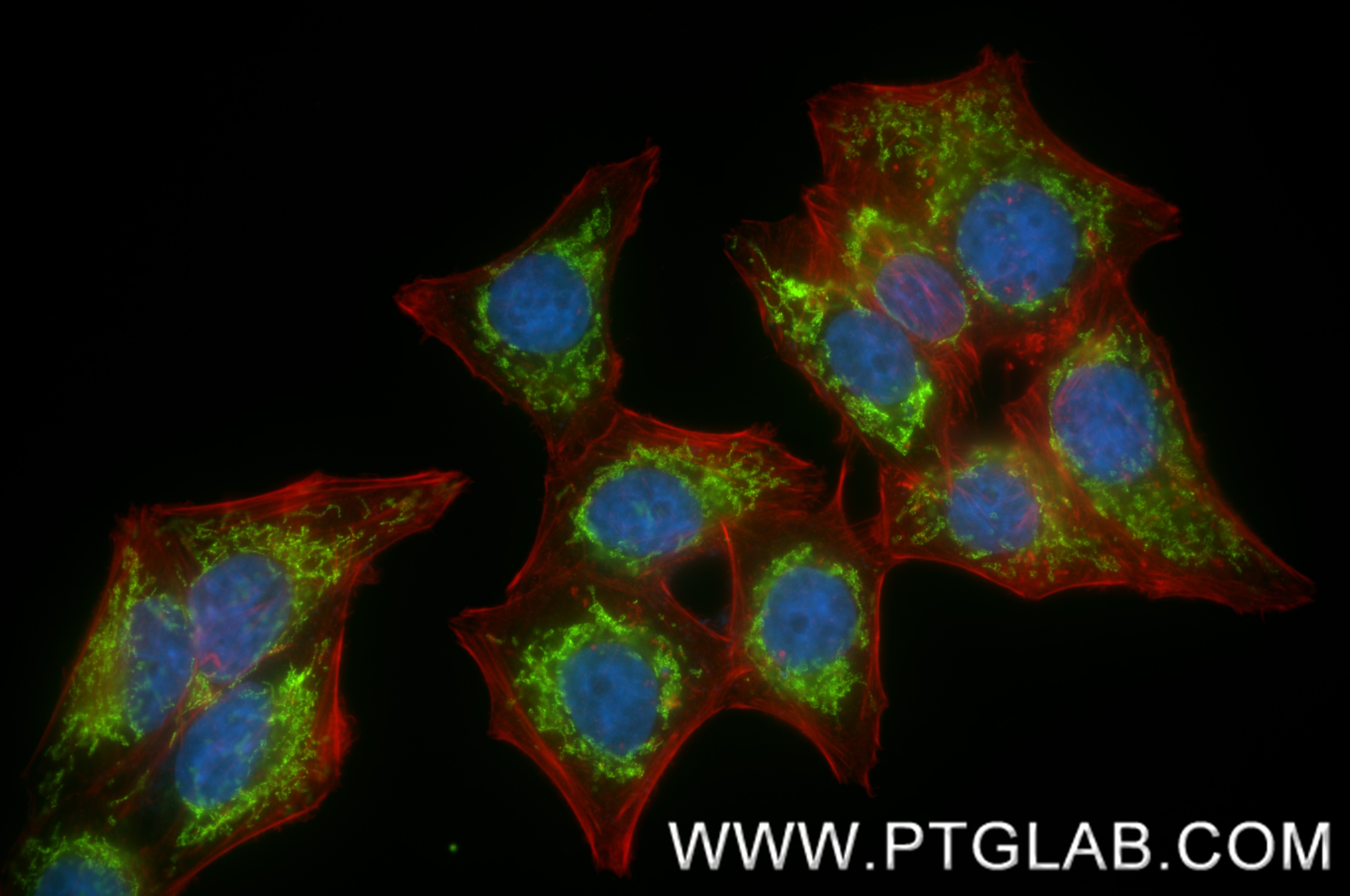 Immunofluorescence (IF) / fluorescent staining of HepG2 cells using COXIV Recombinant monoclonal antibody (82916-1-RR)