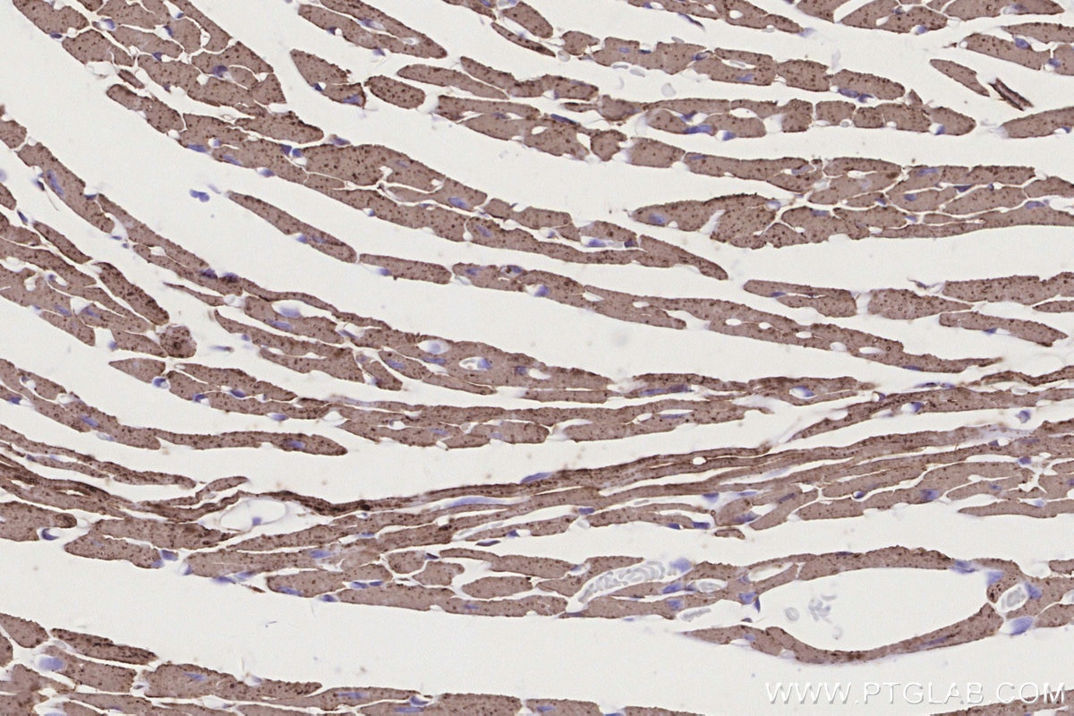 IHC staining of mouse heart using 82916-1-RR Immunohistochemistry (IHC) staining of mouse heart tissue using COXIV Recombinant monoclonal antibody (82916-1-RR)