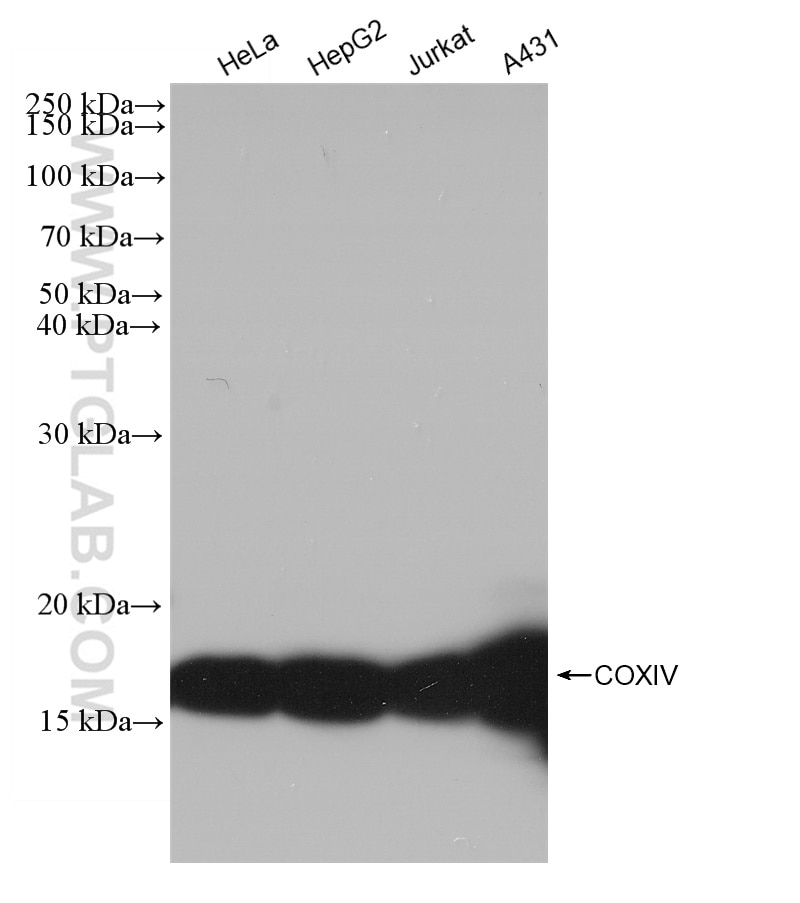 Western Blot (WB) analysis of various lysates using COXIV Recombinant antibody (82916-1-RR)