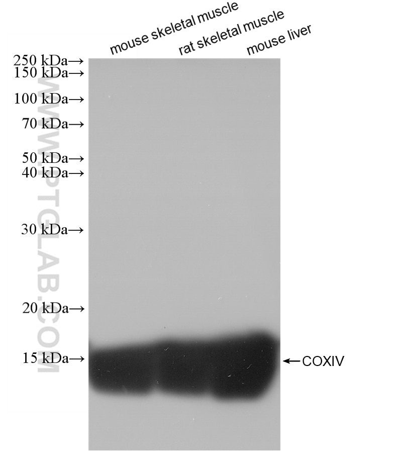 Western Blot (WB) analysis of various lysates using COXIV Recombinant antibody (82916-1-RR)