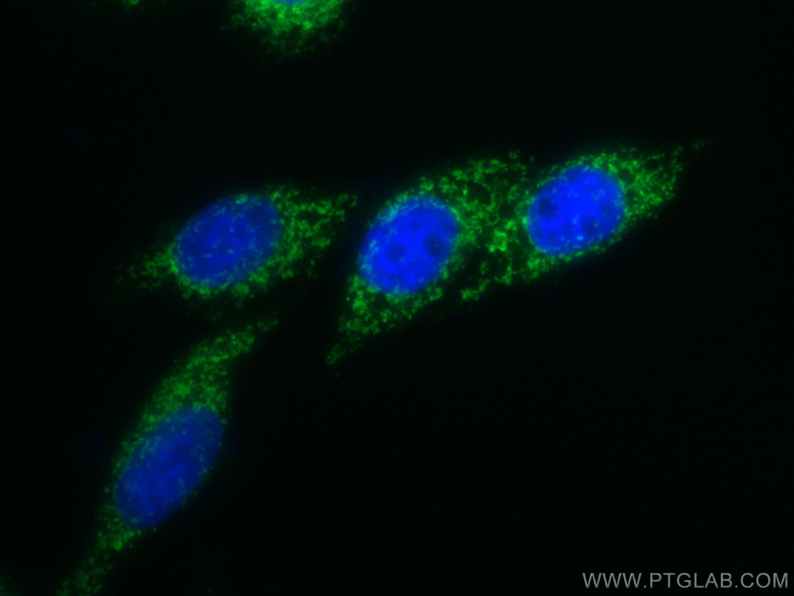 Immunofluorescence (IF) / fluorescent staining of HepG2 cells using CoraLite® Plus 488-conjugated COXIV Polyclonal ant (CL488-11242)