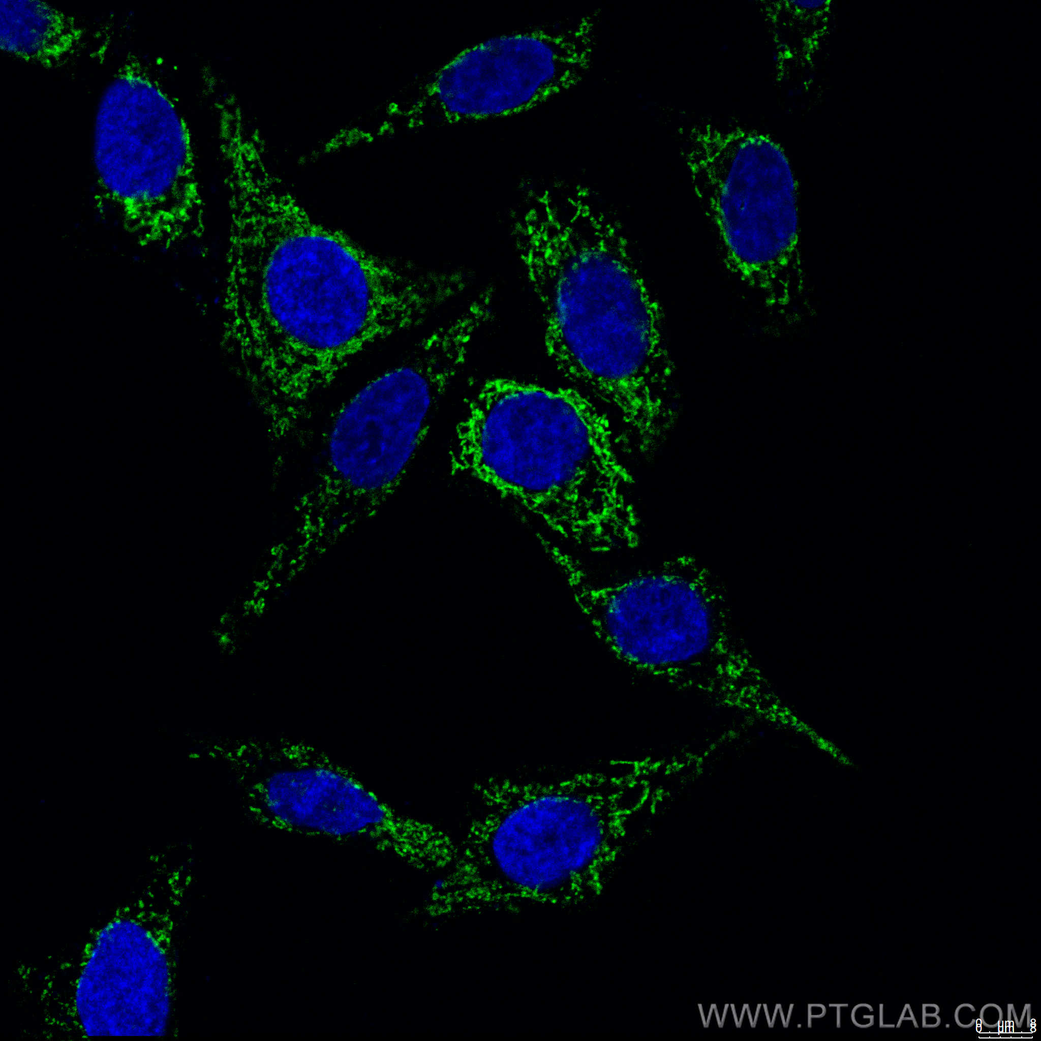 Immunofluorescence (IF) / fluorescent staining of HepG2 cells using CoraLite®488-conjugated COXIV Monoclonal antibody (CL488-60251)