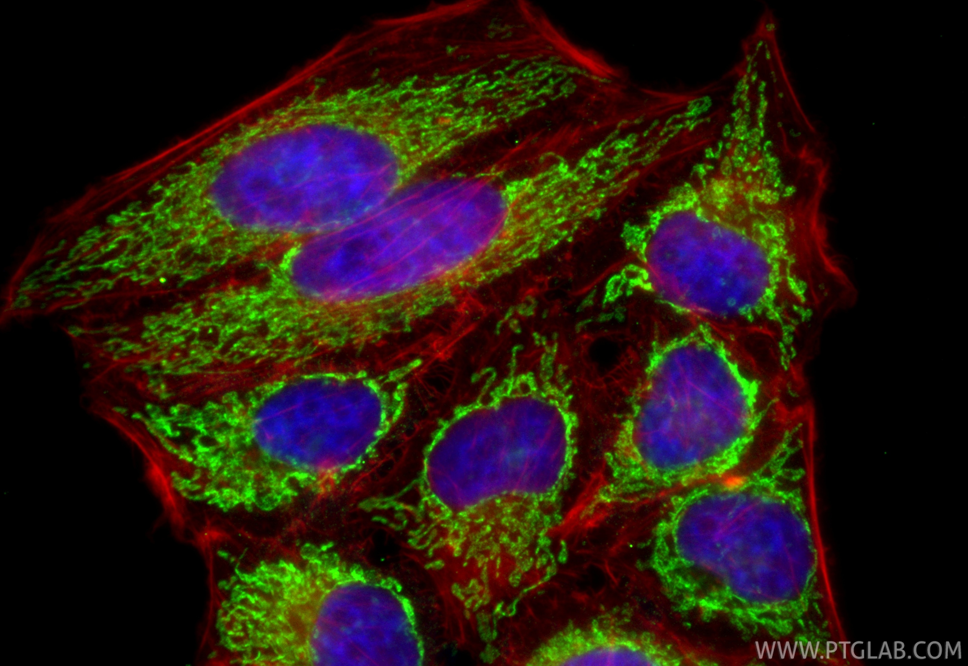 Immunofluorescent analysis of (4% PFA) fixed HepG2 cells using CoraLite® Plus 488 COXIV antibody (CL488-82916-2, Clone: 2E13 ) at dilution of 1:200, CL594-Phalloidin (red). Immunofluorescence (IF) / fluorescent staining of HepG2 cells using CoraLite® Plus 488-conjugated COXIV Recombinant mo (CL488-82916-2)