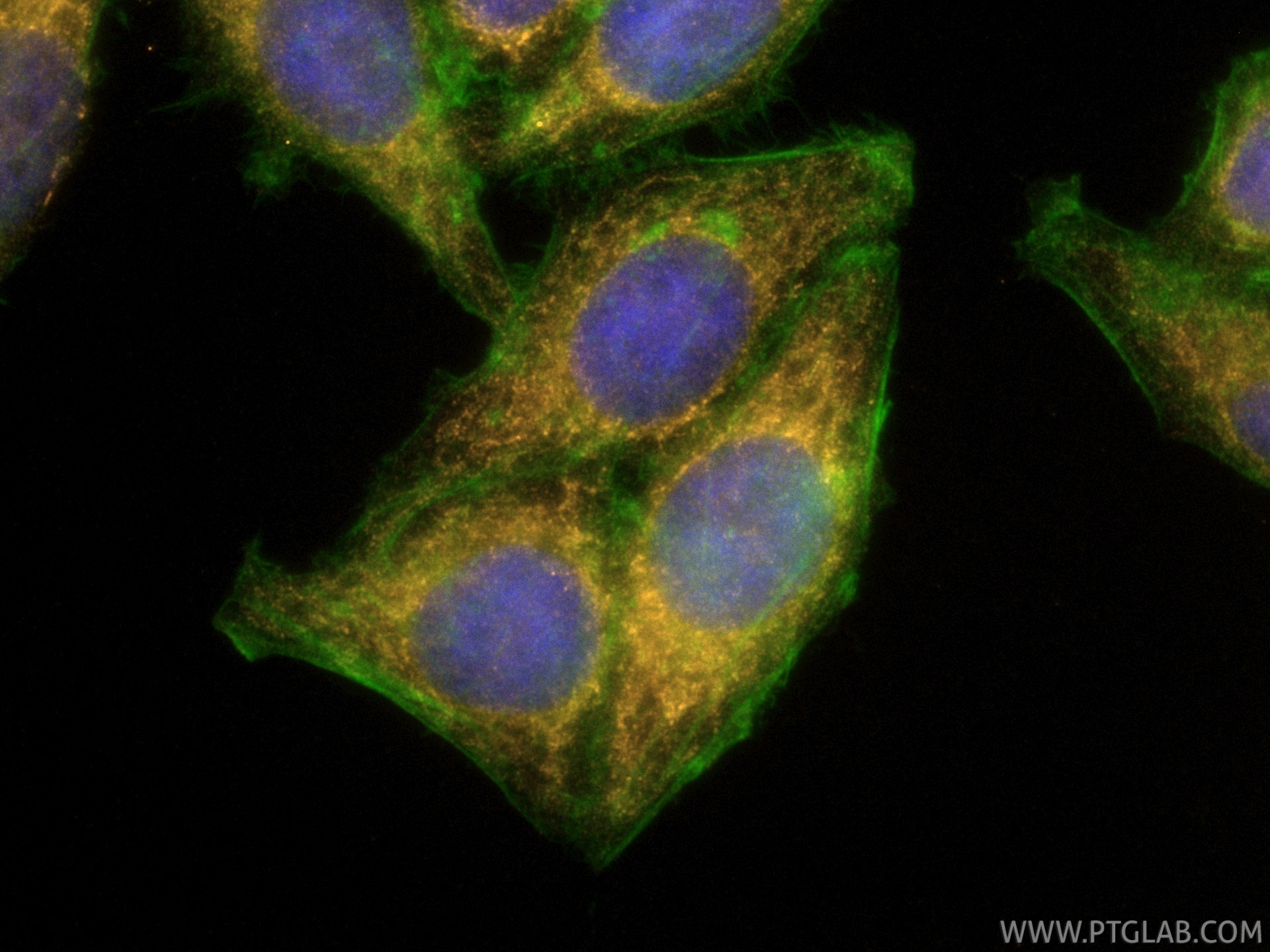 Immunofluorescence (IF) / fluorescent staining of HepG2 cells using CoraLite® Plus 555-conjugated COXIV Recombinant mo (CL555-82916)