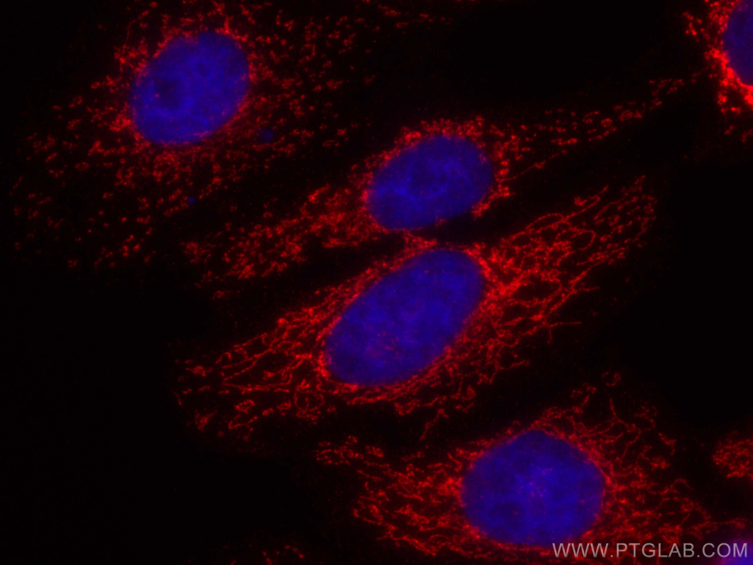 Immunofluorescence (IF) / fluorescent staining of HepG2 cells using CoraLite®594-conjugated COXIV Polyclonal antibody (CL594-11242)