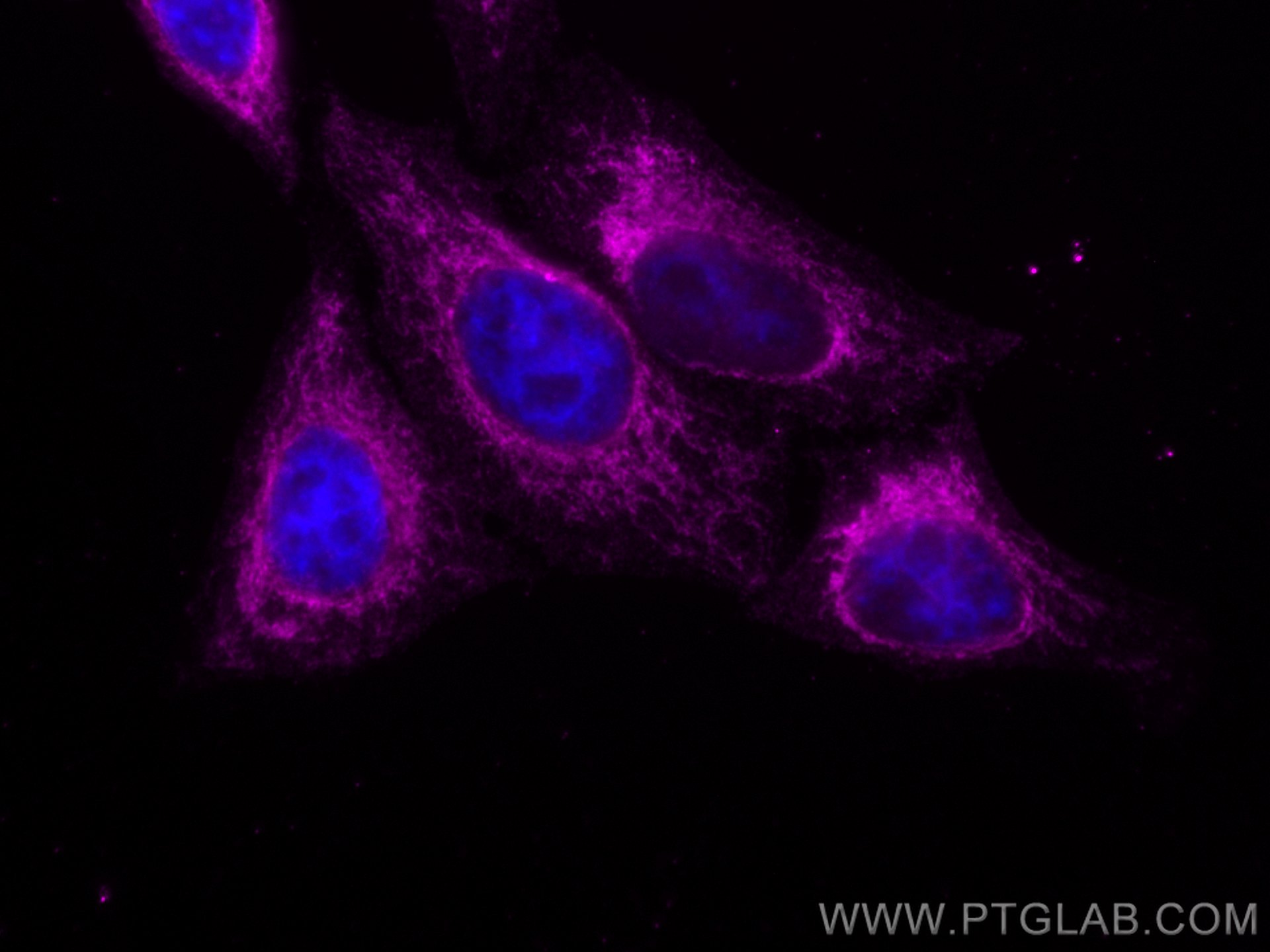 Immunofluorescence (IF) / fluorescent staining of HepG2 cells using CoraLite® Plus 647-conjugated COXIV Polyclonal ant (CL647-11242)