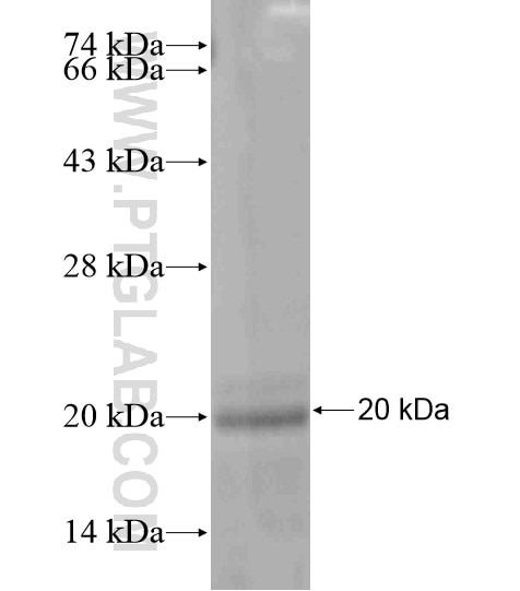 COXIV fusion protein Ag20551 SDS-PAGE