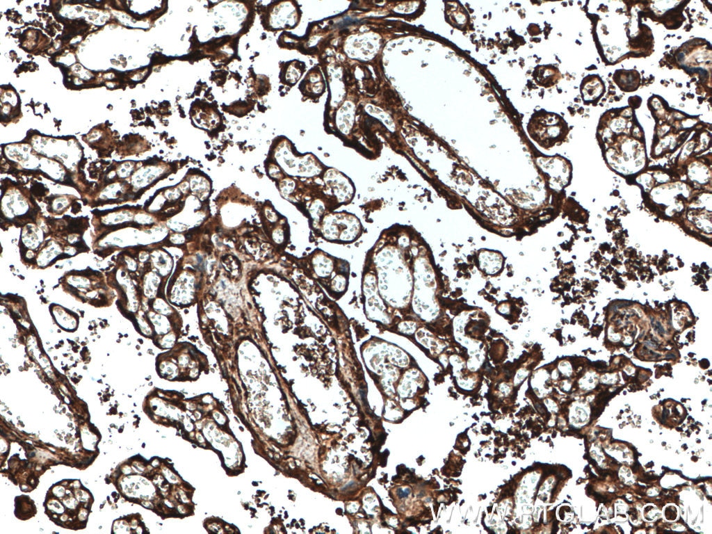 Immunohistochemistry (IHC) staining of human placenta tissue using Ceruloplasmin Monoclonal antibody (66156-1-Ig)