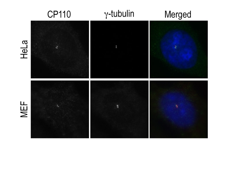 CP110 Polyclonal antibody