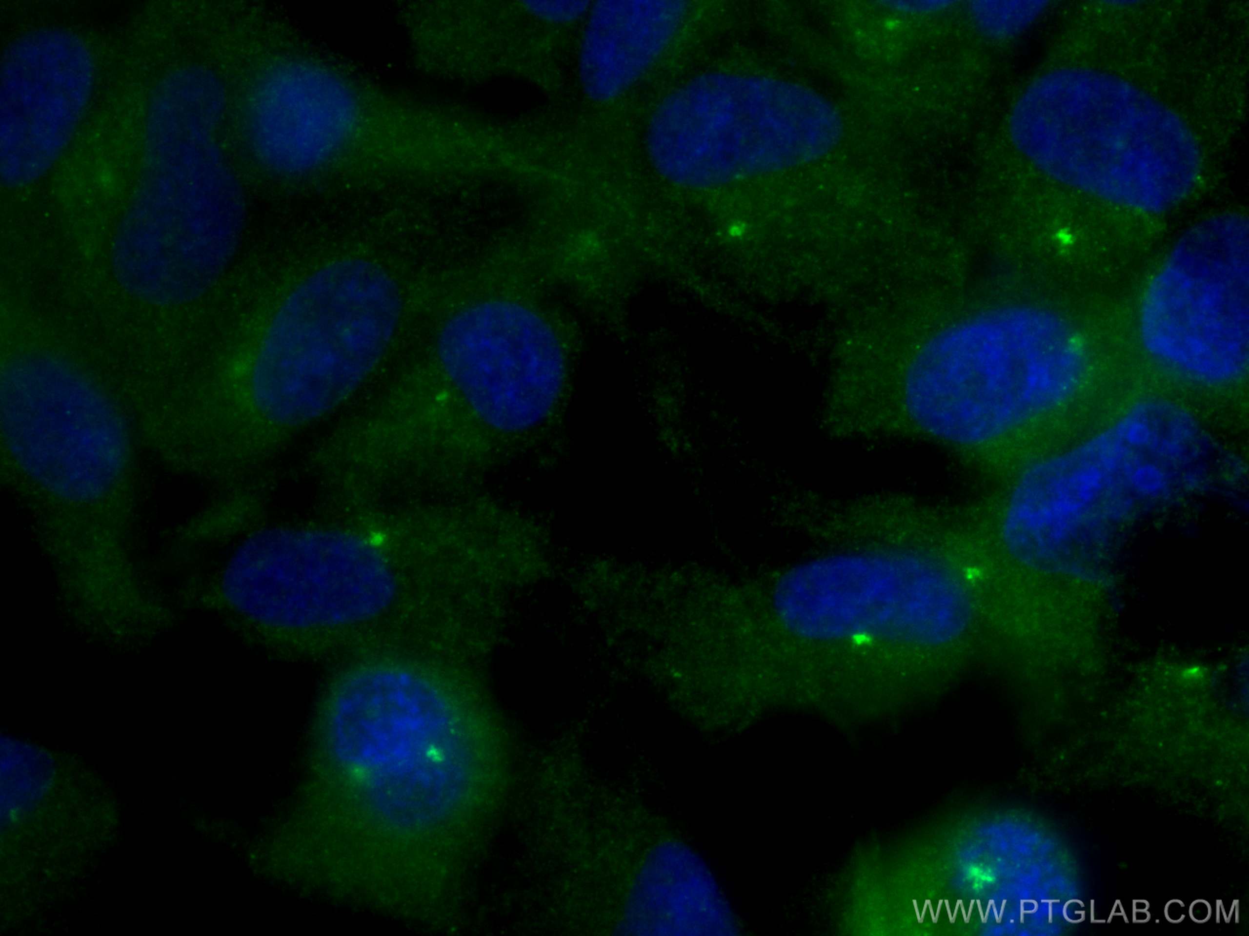 IF Staining of hTERT-RPE1 using 12780-1-AP