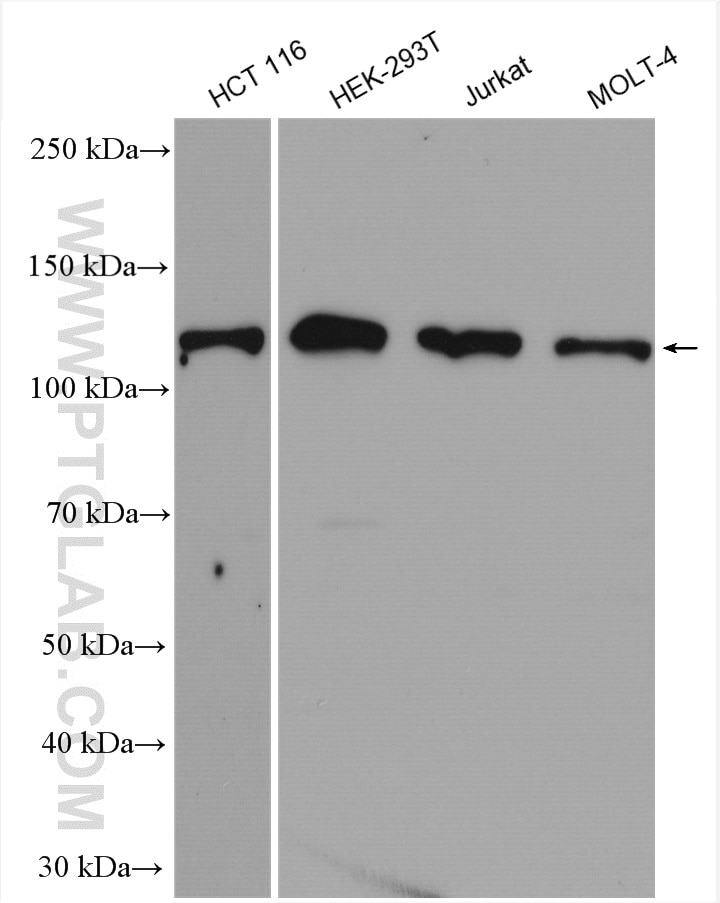 WB analysis using 12780-1-AP