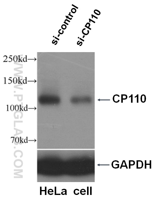 WB analysis of HeLa cells using 12780-1-AP