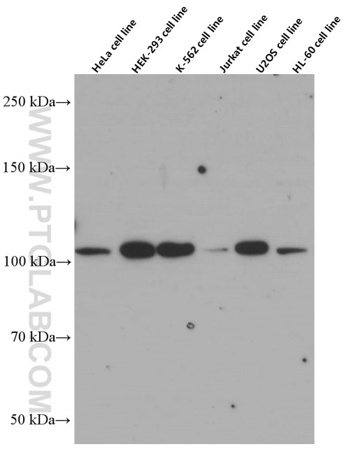 Western Blot (WB) analysis of various lysates using CP110 Monoclonal antibody (66448-1-Ig)