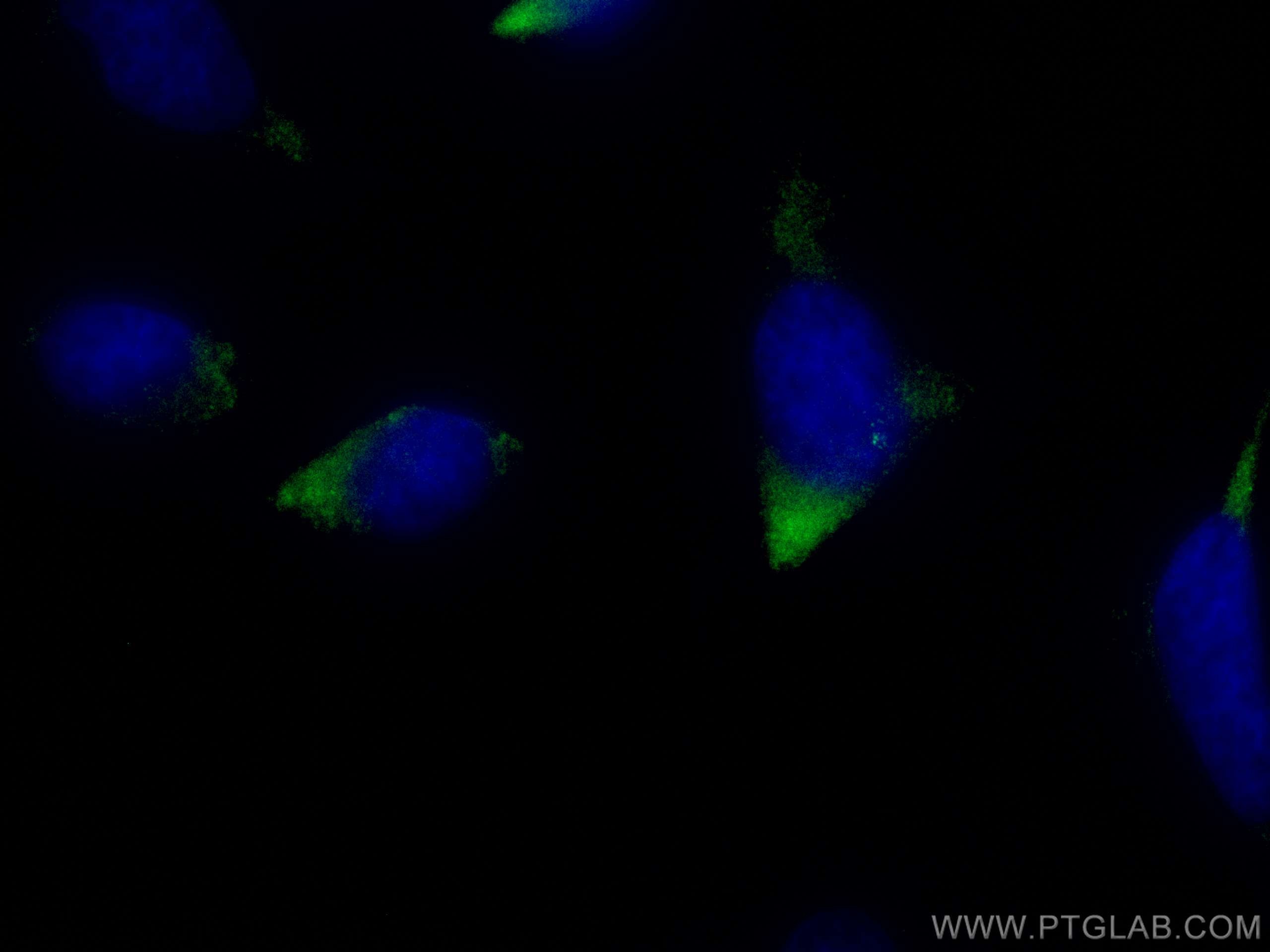 Immunofluorescence (IF) / fluorescent staining of HeLa cells using CoraLite® Plus 488-conjugated CP110 Polyclonal ant (CL488-12780)