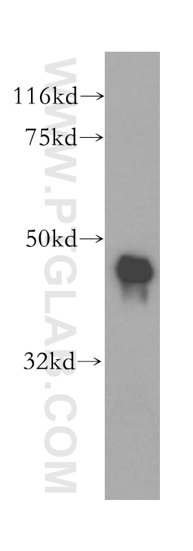 Western Blot (WB) analysis of mouse pancreas tissue using Carboxypeptidase A1 Polyclonal antibody (15836-1-AP)