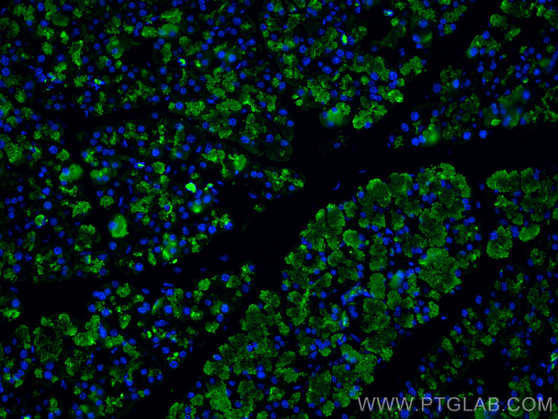 Immunofluorescence (IF) / fluorescent staining of mouse pancreas tissue using CPA1 Monoclonal antibody (68826-1-Ig)