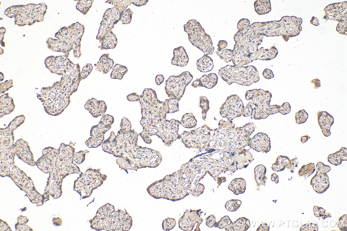 Immunohistochemistry (IHC) staining of human placenta tissue using CPA1 Monoclonal antibody (68826-1-Ig)