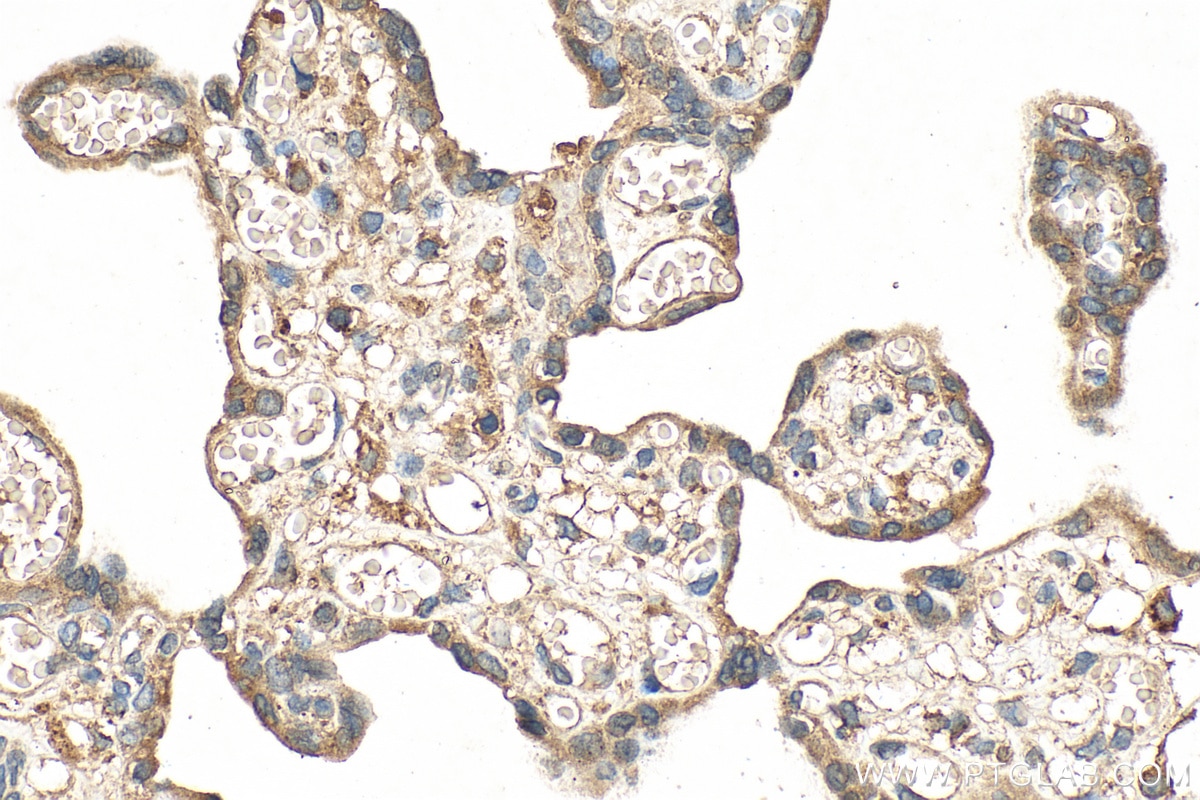 Immunohistochemistry (IHC) staining of human placenta tissue using CPA1 Monoclonal antibody (68826-1-Ig)