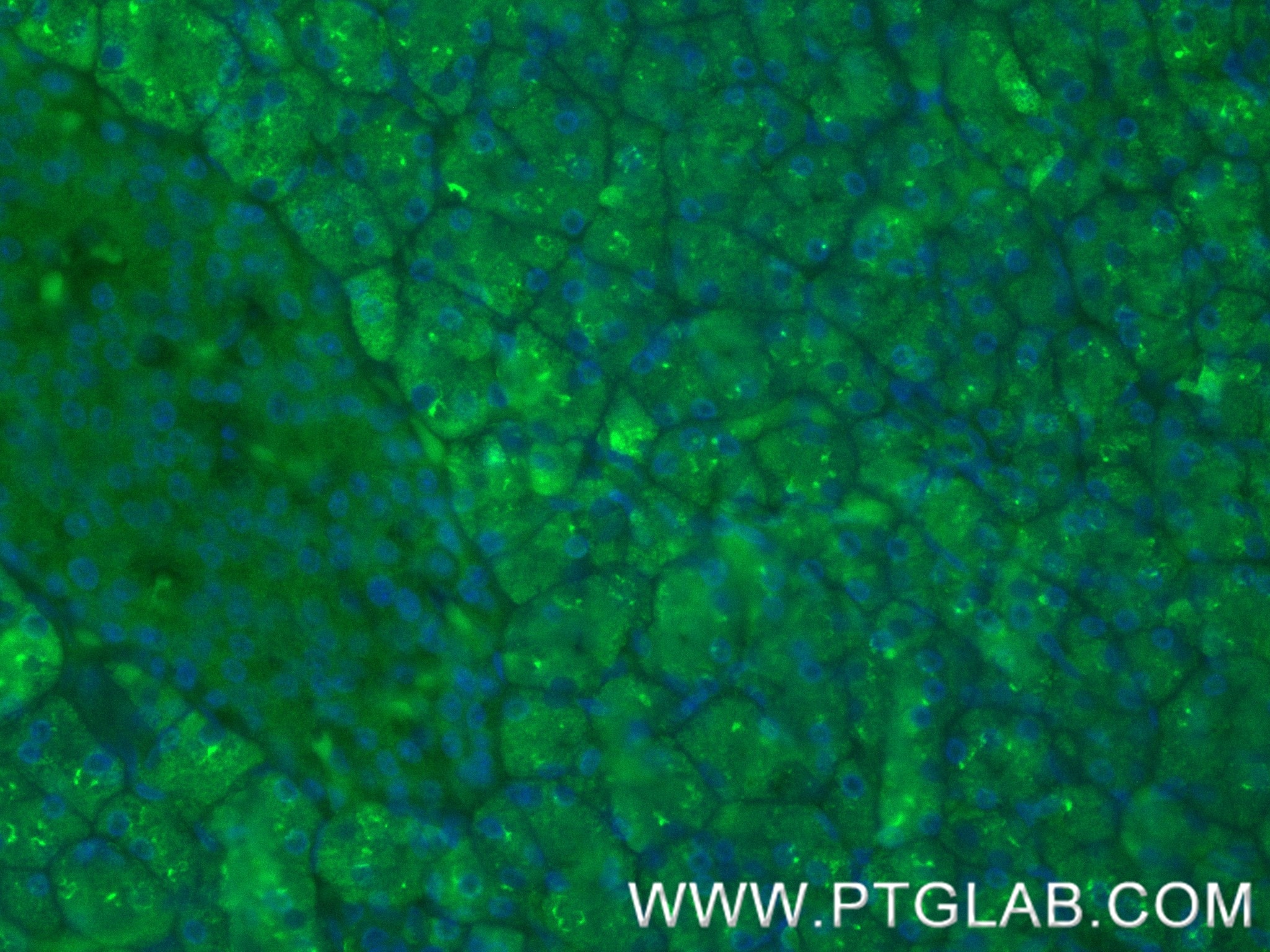 IF Staining of human pancreas using 88295-1-RR (same clone as 88295-1-PBS) Immunofluorescence (IF) / fluorescent staining of human pancreas tissue using CPA1 Recombinant monoclonal antibody (88295-1-RR)