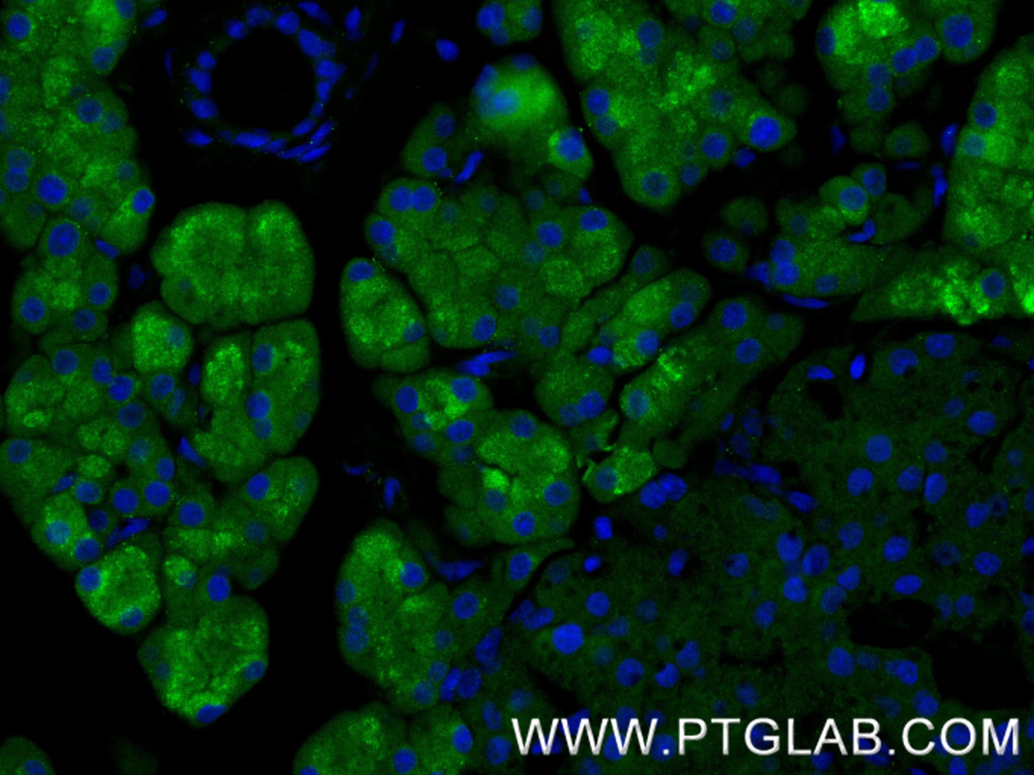 IF Staining of rat pancreas using 88295-1-RR (same clone as 88295-1-PBS) Immunofluorescence (IF) / fluorescent staining of rat pancreas tissue using CPA1 Recombinant monoclonal antibody (88295-1-RR)