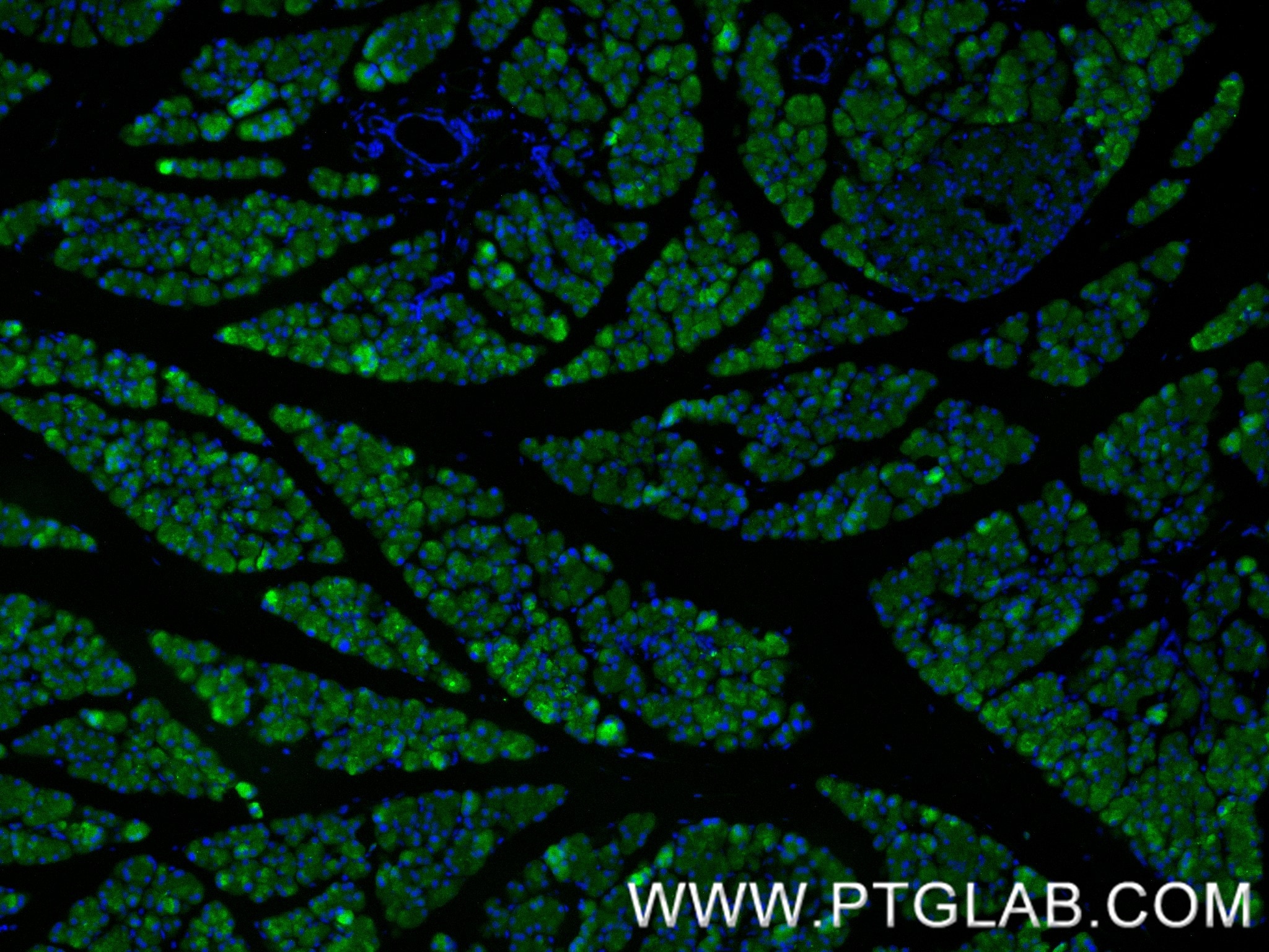 IF Staining of rat pancreas using 88295-1-RR (same clone as 88295-1-PBS) Immunofluorescence (IF) / fluorescent staining of rat pancreas tissue using CPA1 Recombinant monoclonal antibody (88295-1-RR)