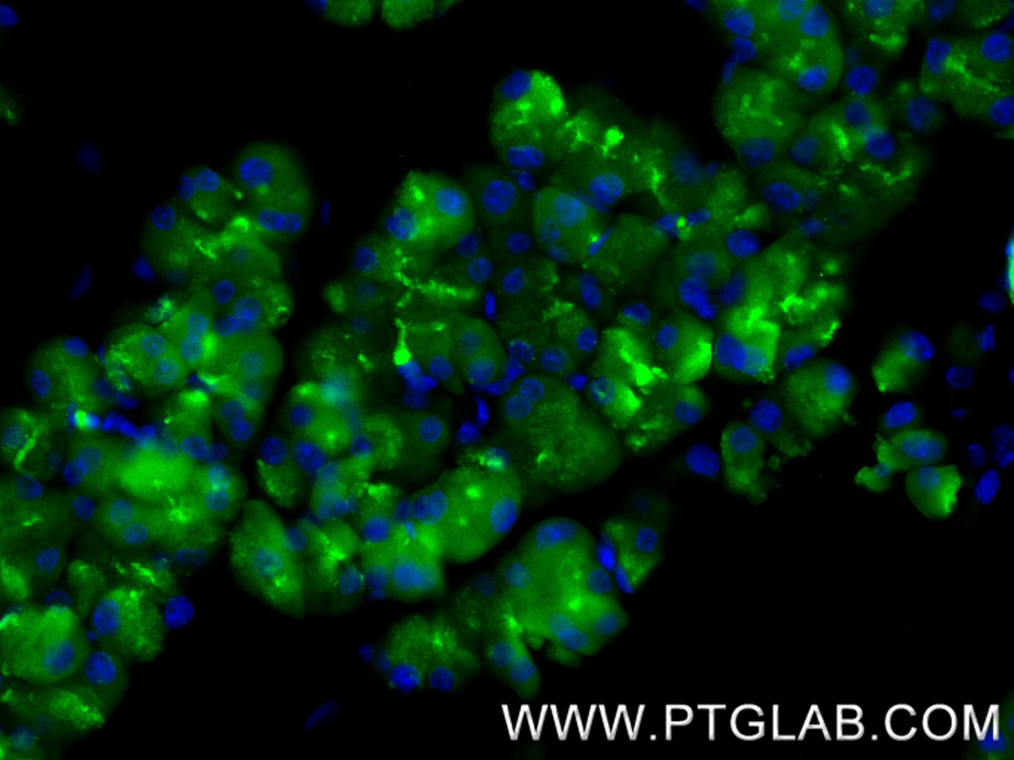 IF Staining of mouse pancreas using 88295-1-RR (same clone as 88295-1-PBS) Immunofluorescence (IF) / fluorescent staining of mouse pancreas tissue using CPA1 Recombinant monoclonal antibody (88295-1-RR)